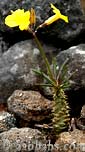 Pachypodium rosulatum var_drakei