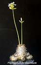 Pachypodium eburneum