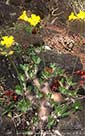 Pachypodium horombense