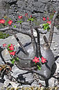 Pachypodium baronii var_windsorii