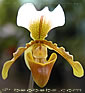 Paphiopedilum spicerianum