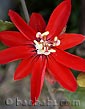 Passiflora coccinea