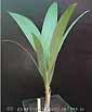 Palm seeds and seedlings, palm-tree