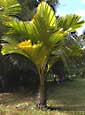 Palm seeds and seedlings, palm-tree