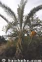 Palm seeds and seedlings, palm-tree