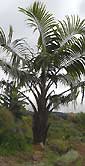 Palm seeds and seedlings, palm-tree