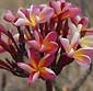 Plumeria rubra ELICIA