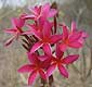 Plumeria rubra PINK QUEEN