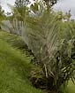 Palm seeds and seedlings, palm-tree