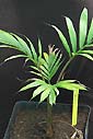 Palm seeds and seedlings, palm-tree