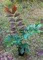 Palm seeds and seedlings, palm-tree