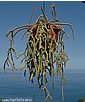 Rhipsalis baccifera