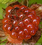 Rubus alcefolius