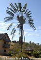 Palm seeds and seedlings, palm-tree