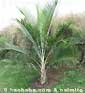 Palm seeds and seedlings, palm-tree
