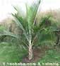 Graines et plants de palmiers tropicaux