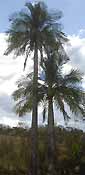 Palm seeds and seedlings, palm-tree