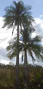 Palms,palm-tree,tropical palm