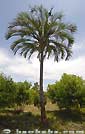 Palm seeds and seedlings, palm-tree