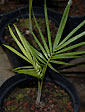 Palm seeds and seedlings, palm-tree