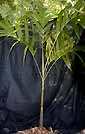 Palm seeds and seedlings, palm-tree