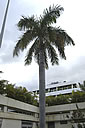 Palm seeds and seedlings, palm-tree