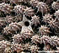 Stapelianthus decaryi