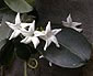 Stephanotis floribunda