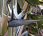 Palm seeds and seedlings, palm-tree