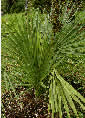 Palm seeds and seedlings, palm-tree