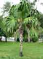 Palm seeds and seedlings, palm-tree