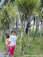 Vanilla planifolia