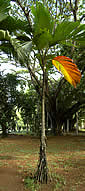 Palm seeds and seedlings, palm-tree