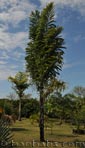 Palm seeds and seedlings, palm-tree
