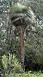 Palm seeds and seedlings, palm-tree