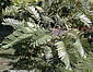 Palm seeds and seedlings, palm-tree