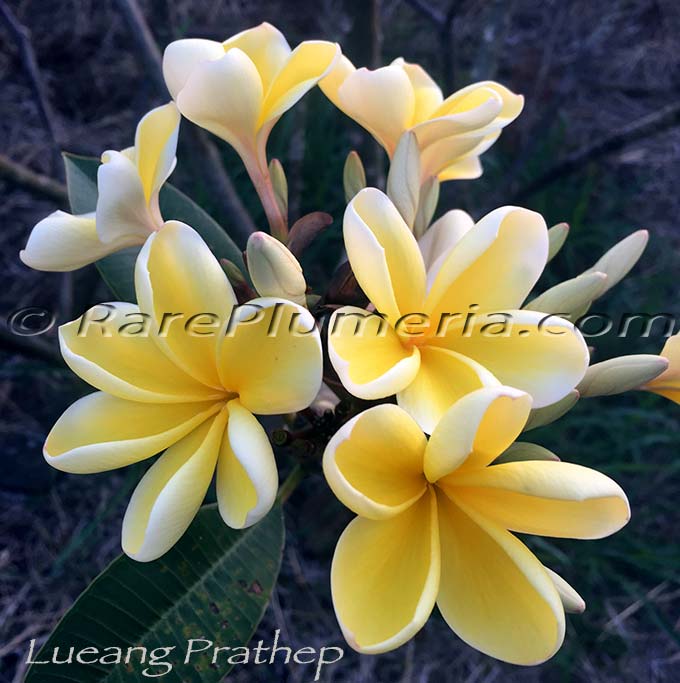 Plumeria rubra LUEANG PRATHEP