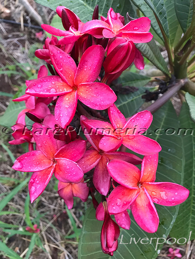 Plumeria rubra LIVERPOOL