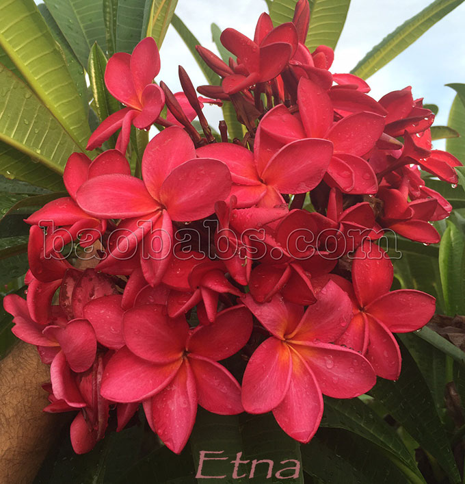 Plumeria rubra ETNA