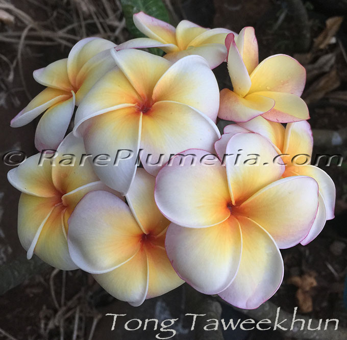 Plumeria rubra TONG TAWEEKHUN