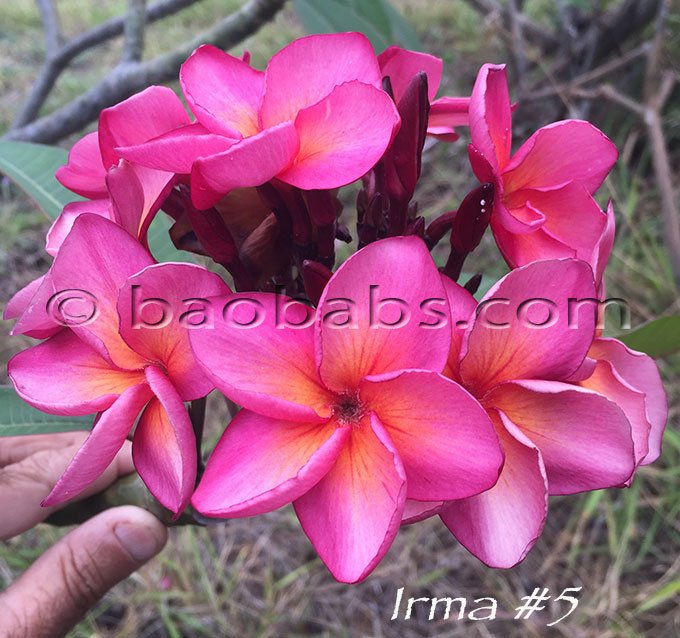 Plumeria rubra IRMA #5