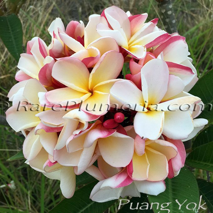 Plumeria rubra PUANG YOK