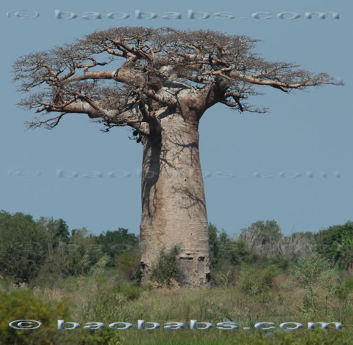 adansonia grandidieri madagascar