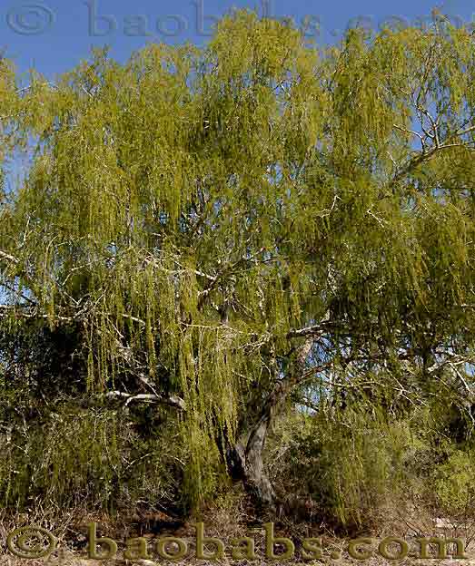 Acacia bellula