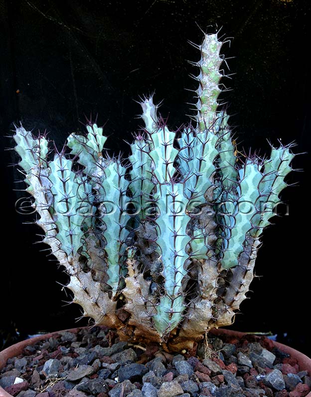 Euphorbia greenwayi