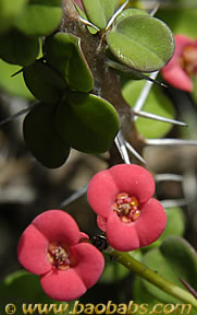 Euphorbia millii nana