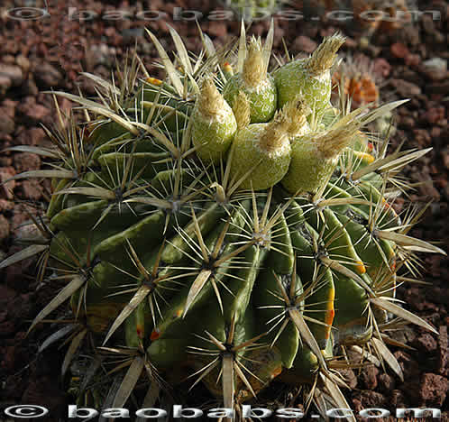 Ferocactus latispinus var. flavispinus