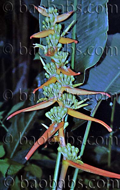 Heliconia pseudoaemygdiana