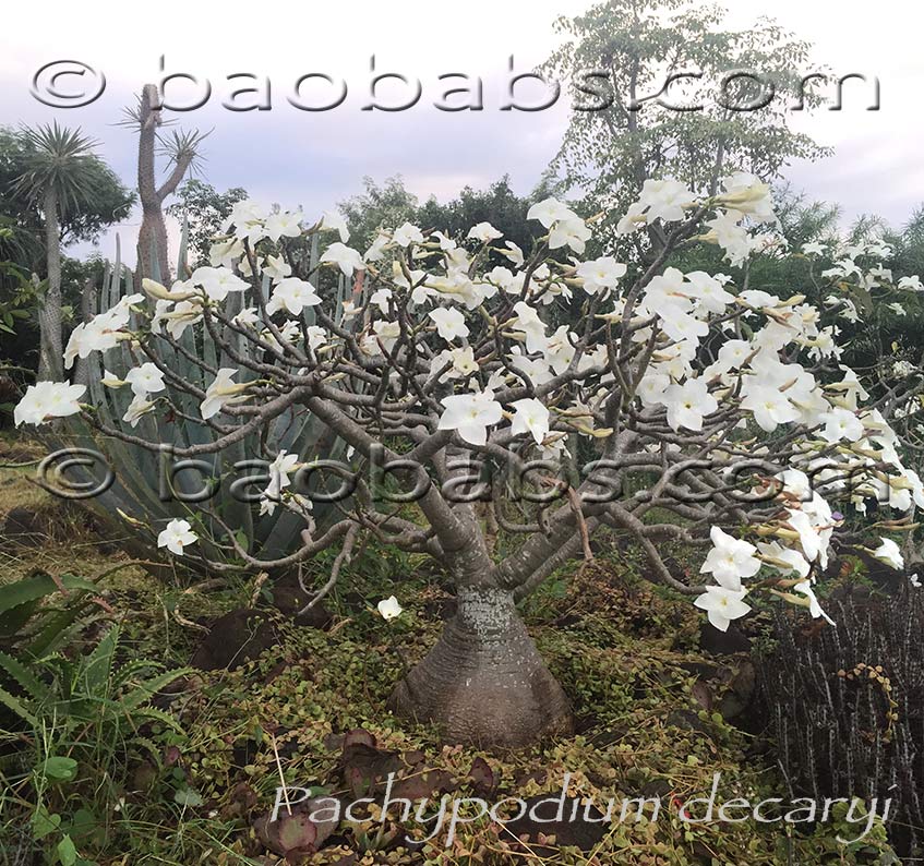 Pachypodium decaryi