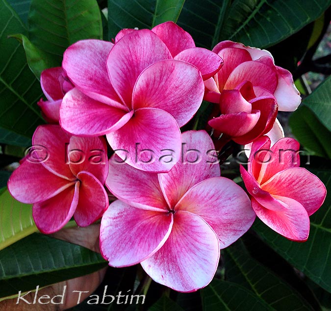 Plumeria rubra KLED TABTIM